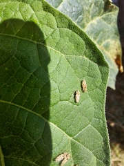 Corythaica cyathicollis