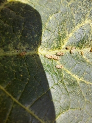 Corythaica cyathicollis