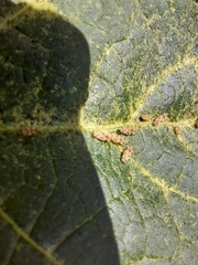 Corythaica cyathicollis