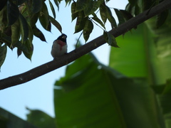 Pheucticus ludovicianus