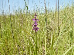 Anacamptis