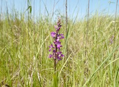 Anacamptis
