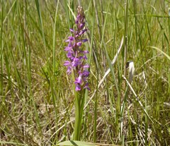 Anacamptis