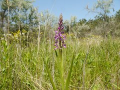 Anacamptis
