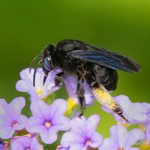 Two-spotted Longhorn Bee