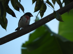 Pheucticus ludovicianus