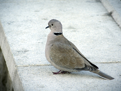 Streptopelia decaocto
