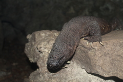 Heloderma alvarezi