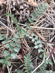 Astragalus rusbyi