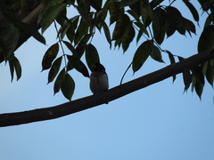 Pheucticus ludovicianus