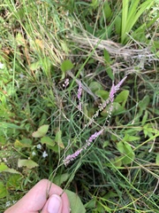 Polygala appendiculata