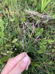 Polygala appendiculata
