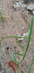 Lasius