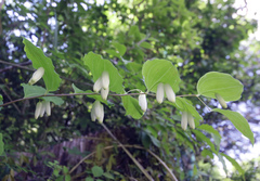 Polygonatum lasianthum