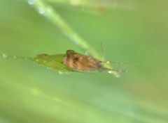 Olethreutes ferrolineana