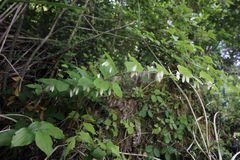 Polygonatum lasianthum