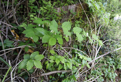 Polygonatum lasianthum
