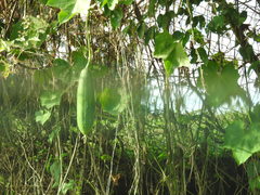 Luffa aegyptiaca