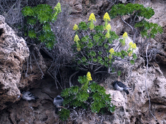 Aeonium arboreum