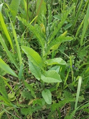Convolvulus arvensis