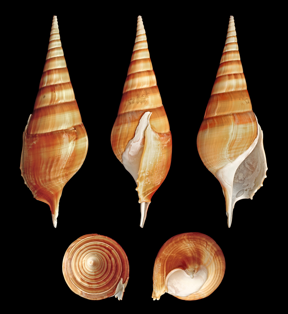 Indian Tibia