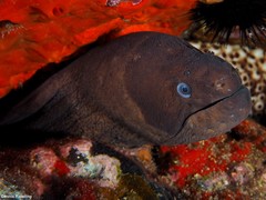 Gymnothorax unicolor