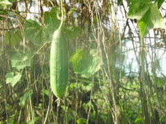 Luffa aegyptiaca