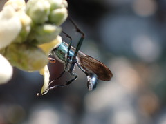 Chalybion zimmermanni