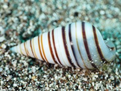 Pyramidella dolabrata