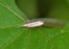 Plutella porrectella