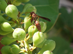 Polistes dorsalis dorsalis