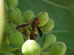 Polistes dorsalis dorsalis