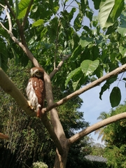 Glaucidium