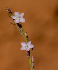 Oxygonum delagoense