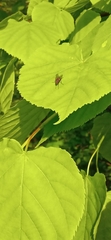 Diptera