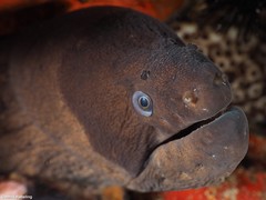 Gymnothorax unicolor