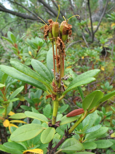 yellow-flowered rosebay