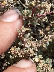 Atriplex pacifica