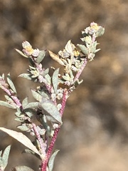 Atriplex pacifica