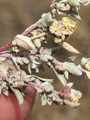 Atriplex pacifica