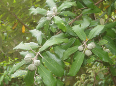 Pittosporum ralphii