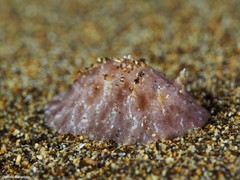 Peltodoris punctifera