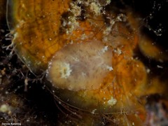 Peltodoris punctifera