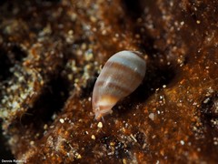 Gibberula oryza