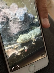 Tarentola mauritanica