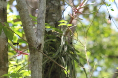 Tillandsia streptophylla