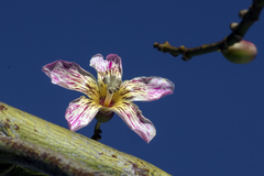 Ceiba speciosa
