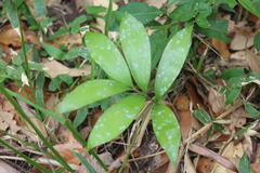 Zamia prasina