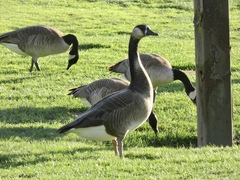 Anser cygnoides × Branta canadensis