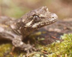 Mokopirirakau
